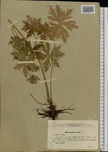 Geranium pratense L., Eastern Europe, North Ukrainian region (E11) (Ukraine)