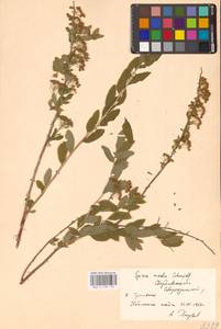 Spiraea media Schmidt, Eastern Europe, Eastern region (E10) (Russia)