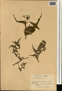 Sonchus oleraceus L., South Asia, South Asia (Asia outside ex-Soviet states and Mongolia) (ASIA) (China)