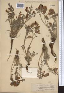 Hedysarum gmelinii Ledeb., Middle Asia, Muyunkumy, Balkhash & Betpak-Dala (M9) (Kazakhstan)