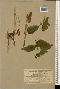 Dipsacus strigosus Willd., Caucasus, Azerbaijan (K6) (Azerbaijan)