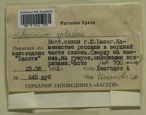 Hylocomium splendens (Hedw.) Schimp., Bryophytes, Bryophytes - Permsky Krai, Udmurt Republic, Sverdlovsk & Kirov Oblasts (B8) (Russia)