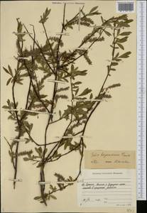 Salix boganidensis Trautv., Siberia, Yakutia (S5) (Russia)