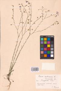 Linum austriacum L., Eastern Europe, South Ukrainian region (E12) (Ukraine)