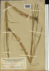 Lolium remotum Schrank, Eastern Europe, Volga-Kama region (E7) (Russia)