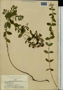 Hypericum maculatum, Eastern Europe, Central region (E4) (Russia)