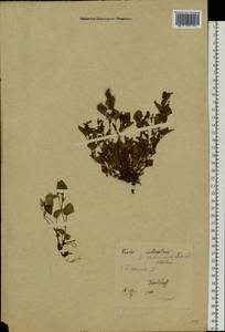 Viola canina L., Eastern Europe, Estonia (E2c) (Estonia)