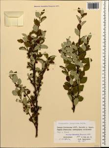 Cotoneaster integerrimus Medik., Caucasus, North Ossetia, Ingushetia & Chechnya (K1c) (Russia)