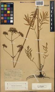 Valeriana rossica P. A. Smirn., Eastern Europe, Moscow region (E4a) (Russia)