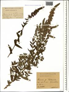 Lythrum salicaria L., Caucasus, Stavropol Krai, Karachay-Cherkessia & Kabardino-Balkaria (K1b) (Russia)