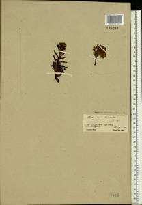 Pedicularis hirsuta L., Eastern Europe, Northern region (E1) (Russia)