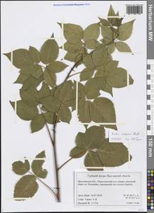 Rubus nessensis Hall, Eastern Europe, Central forest region (E5) (Russia)