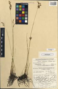Juncus orchonicus Novikov, Mongolia (MONG) (Mongolia)
