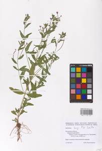 Epilobium lamyi F. W. Schultz, Eastern Europe, Central region (E4) (Russia)