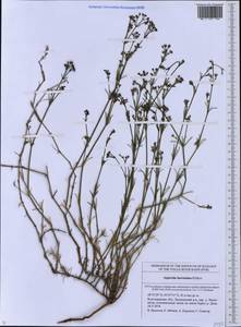 Asperula graveolens subsp. danilewskiana (Basiner) Pyatunina, Eastern Europe, Lower Volga region (E9) (Russia)