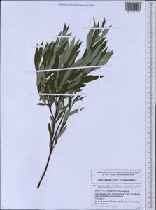 Salix acutifolia × rosmarinifolia, Eastern Europe, Lower Volga region (E9) (Russia)
