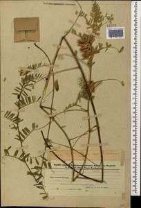 Vicia pannonica Crantz, Caucasus, Azerbaijan (K6) (Azerbaijan)