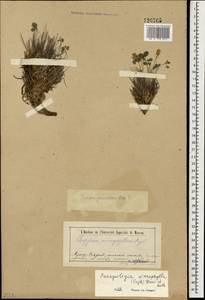 Paraquilegia anemonoides (Willd.) Engl. ex Ulbr., Mongolia (MONG) (Mongolia)