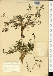Chaerophyllum humile M. Bieb., Caucasus, North Ossetia, Ingushetia & Chechnya (K1c) (Russia)