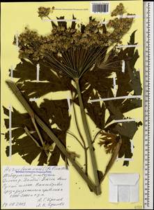 Heracleum aconitifolium Woronow, Caucasus, Stavropol Krai, Karachay-Cherkessia & Kabardino-Balkaria (K1b) (Russia)