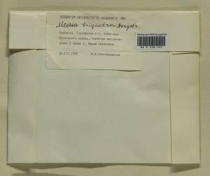 Meesia triquetra (L. ex Jolycl.) Ångstr., Bryophytes, Bryophytes - Chukotka & Kamchatka (B21) (Russia)