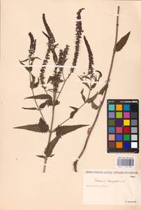 MHA 0 160 302, Veronica longifolia L., Eastern Europe, Lower Volga region (E9) (Russia)