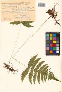 Phegopteris connectilis (Michx.) Watt, Siberia, Chukotka & Kamchatka (S7) (Russia)