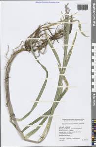 Glyceria maxima (Hartm.) Holmb., Eastern Europe, Central forest-and-steppe region (E6) (Russia)