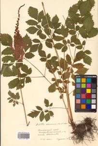 Astilbe rubra Hook. fil. & Thomson, Siberia, Russian Far East (S6) (Russia)
