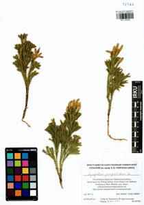 Dendrolycopodium juniperoideum (Sw.) A. Haines, Siberia, Baikal & Transbaikal region (S4) (Russia)