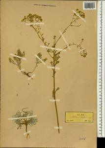 Odontarrhena corsica (Duby) Spaniel, Al-Shehbaz, D. A. German & Marhold, South Asia, South Asia (Asia outside ex-Soviet states and Mongolia) (ASIA) (Turkey)