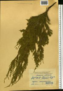 Juniperus sabina L., Eastern Europe, Lower Volga region (E9) (Russia)