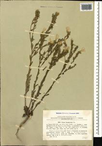 Linum hirsutum subsp. hirsutum, Caucasus, Black Sea Shore (from Novorossiysk to Adler) (K3) (Russia)