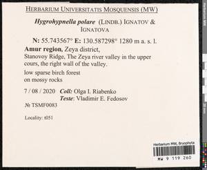 Hygrohypnella polaris (Lindb.) Ignatov & Ignatova, Bryophytes, Bryophytes - Russian Far East (excl. Chukotka & Kamchatka) (B20) (Russia)