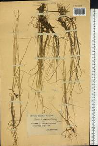 Carex lapponica O.Lang, Siberia, Yakutia (S5) (Russia)