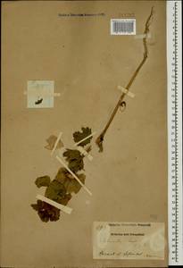 Moluccella laevis L., Caucasus, Armenia (K5) (Armenia)