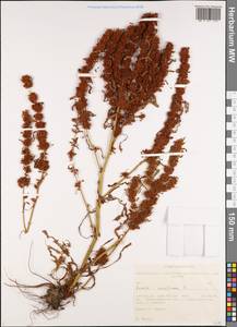 Rumex maritimus L., Siberia, Western Siberia (S1) (Russia)