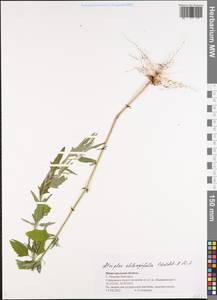 Atriplex oblongifolia Waldst. & Kit., Eastern Europe, Volga-Kama region (E7) (Russia)