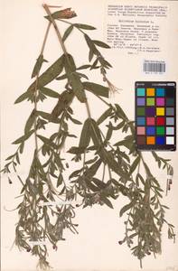 Epilobium hirsutum L., Eastern Europe, Lower Volga region (E9) (Russia)