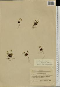 Androsace triflora Adams, Siberia, Yakutia (S5) (Russia)