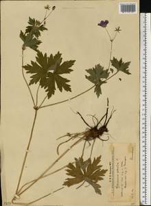 Geranium palustre L., Eastern Europe, West Ukrainian region (E13) (Ukraine)