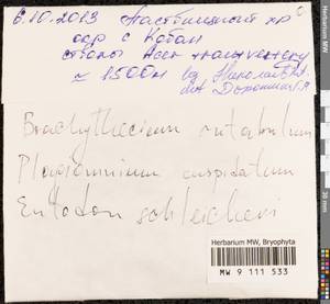 Brachythecium rutabulum (Hedw.) Schimp., Bryophytes, Bryophytes - North Caucasus & Ciscaucasia (B12) (Russia)