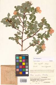 Rosa majalis Herrm., Eastern Europe, Lower Volga region (E9) (Russia)