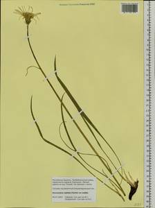 Scorzonera radiata Fisch. ex Colla, Siberia, Baikal & Transbaikal region (S4) (Russia)