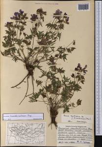 Geranium pratense L., Mongolia (MONG) (Mongolia)