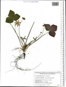 Hepatica nobilis Schreb., Eastern Europe, Belarus (E3a) (Belarus)