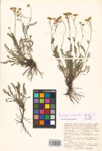 Tanacetum achilleifolium (M. Bieb.) Sch. Bip., Eastern Europe, Lower Volga region (E9) (Russia)