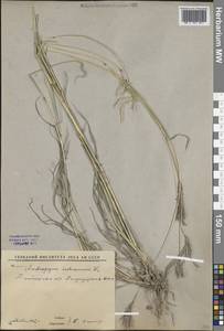 Bothriochloa ischaemum (L.) Keng, Middle Asia, Western Tian Shan & Karatau (M3) (Uzbekistan)