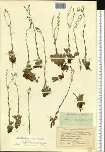 Eritrichium villosum (Ledeb.) Bunge, Siberia, Chukotka & Kamchatka (S7) (Russia)