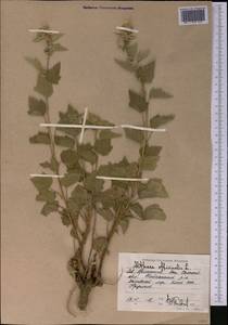 Althaea officinalis L., Middle Asia, Caspian Ustyurt & Northern Aralia (M8) (Kazakhstan)